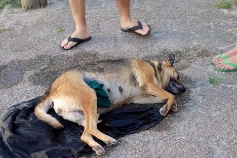 CACHORRINHA COMUNITÁRIA É ATROPELADA NA CIDADE BAIXA EM SAO JOSÉ DO NORTE E MOTORISTA FOGE SEM PRESTAR SOCORRO