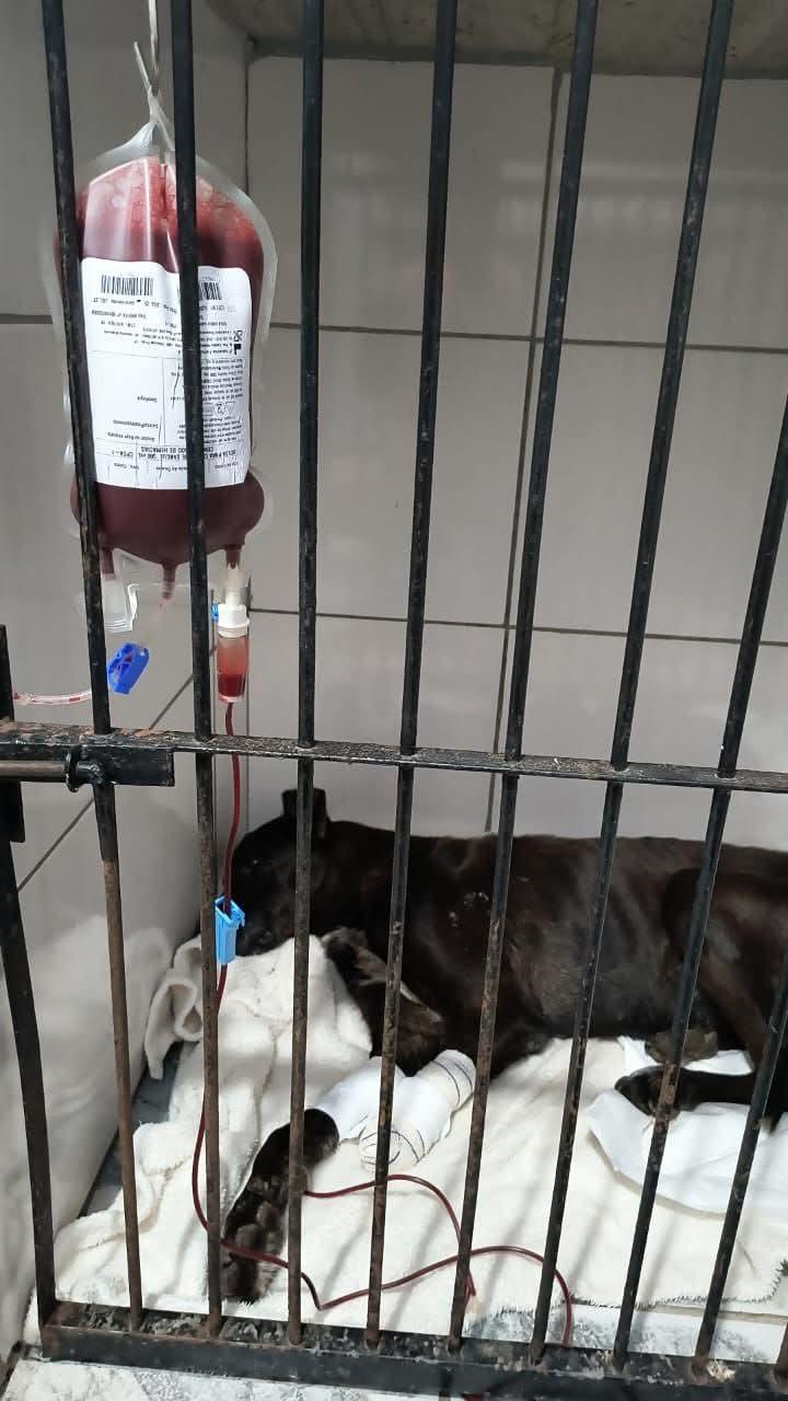 CACHORRINHO RESGATADO DE MAUS-TRATOS PRECISA DE AJUDA PARA CUSTEAR TRANSFUSÃO DE SANGUE