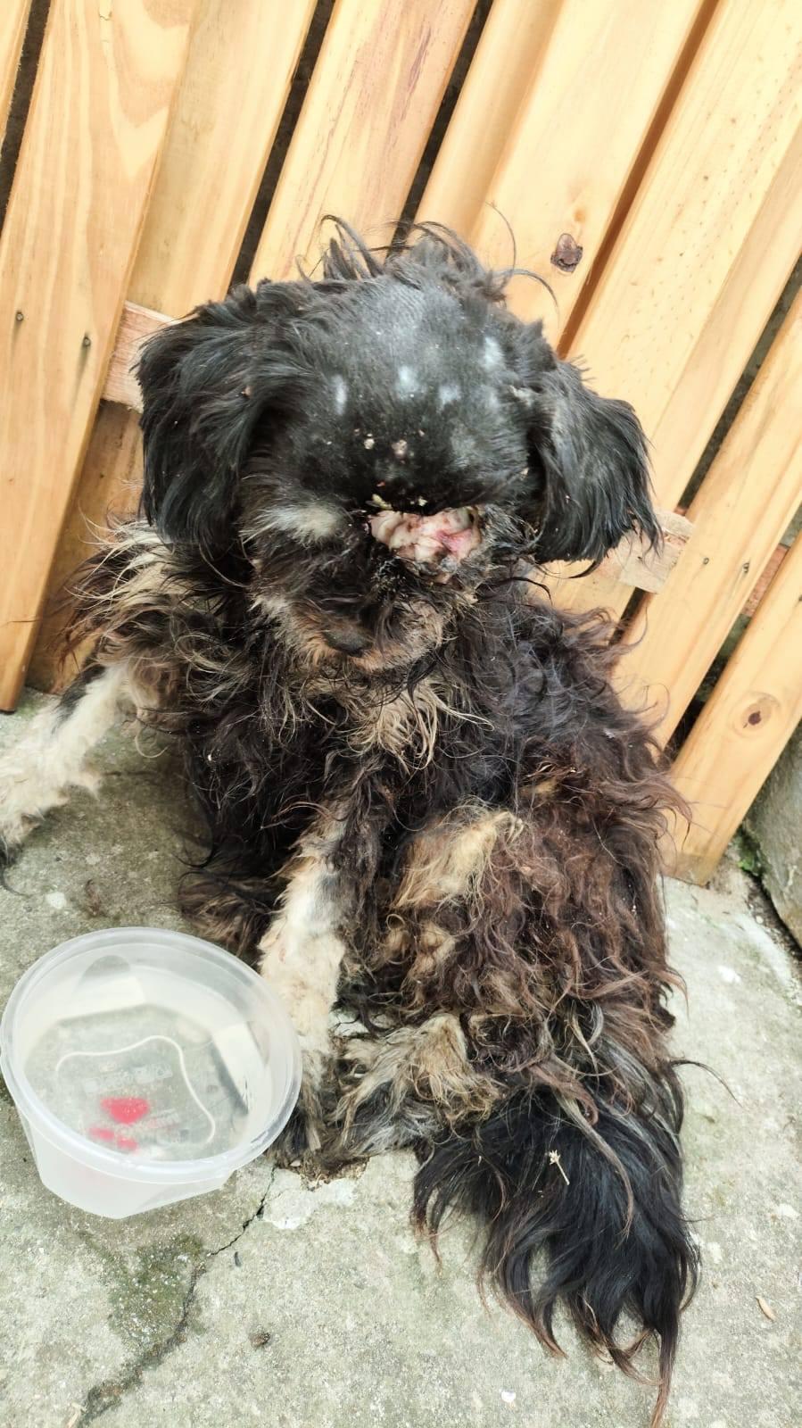 MAUS-TRATOS E SOLIDARIEDADE: O CASO DO CACHORRO CHOCOLATE EM SÃO JOSÉ DO NORTE