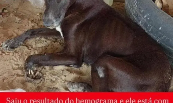 CACHORRINHO RESGATADO DE MAUS-TRATOS PRECISA DE AJUDA PARA CUSTEAR TRANSFUSÃO DE SANGUE