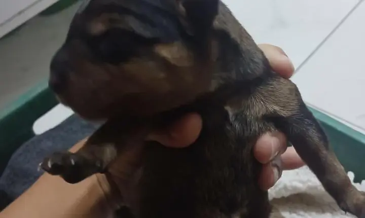 RECÉM-NASCIDO É ENCONTRADO EM PÁTIO E PRECISA DE AJUDA URGENTE PARA SOBREVIVER