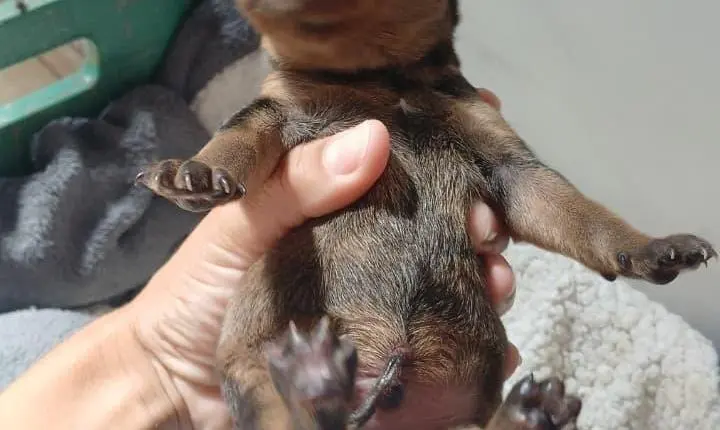 RECÉM-NASCIDO É ENCONTRADO EM PÁTIO E PRECISA DE AJUDA URGENTE PARA SOBREVIVER